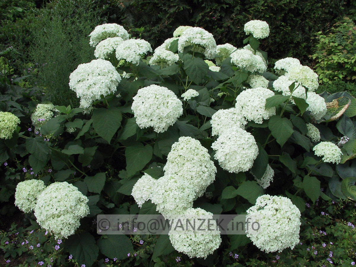 Hydrangea arborescens Annabelle 02.JPG